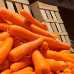 Midagri: Establecen requisitos para importación de semillas de zanahoria de Chile