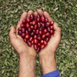 Perú exportó a Suiza 3,357 toneladas de café por US$ 16 millones