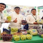 Ica se consolida como la primera región exportadora de uva de mesa