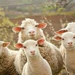Piura: mejoran calidad genética de ovinos en El Tallan
