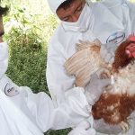 Influenza aviar: detectan primer brote en un predio de crianza de aves de traspatio