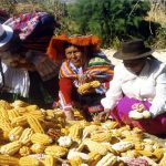 Siembra de maíz amarillo en Perú aumenta por mayores precios en mercado
