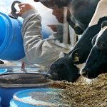 Indecopi presentó informe preliminar sobre condiciones de competencia de la ganadería lechera