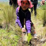 Cajamarca: Instalan 10 000 plantones de pino en La Encañada