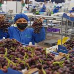 Perú ratifica liderazgo en la producción y exportación mundial de uvas frescas