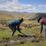 Perú revitaliza saberes agrarios ancestrales con apoyo de la FAO