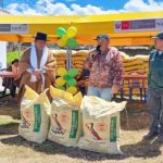 Agro Rural fortalece la agricultura con guano para comunidades de Ayacucho