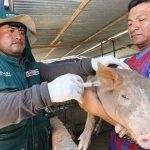 Gobierno protege la porcicultura nacional en beneficio de 400 mil productores