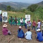 INIA Transforma la Ganadería en Amazonas con Innovadora Parcela Demostrativa