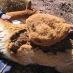 Potenciando la fibra de vicuña: Propuesta de mesa de trabajo