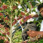 Agricultura peruana: Un futuro sostenible con la Ley Pro-Agricultor