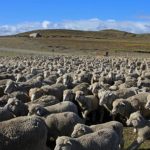 Gobierno inicia proyecto para impulsar la producción de ovinos en comunidades de Puno