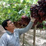 Irrigación en Perú: Potencial económico de S/ 8,000 millones