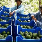 Perú se alza hacia la octava posición en exportaciones de fruta