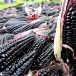 Reinando con maíz morado: Cajamarca lidera la revolución agrícola