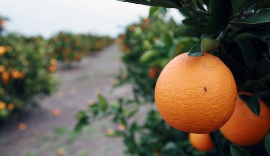 Naranjales, naranjos en el departamento de Salto.Campos de naranjas, frutas / FOTO C. RODRIGUEZ