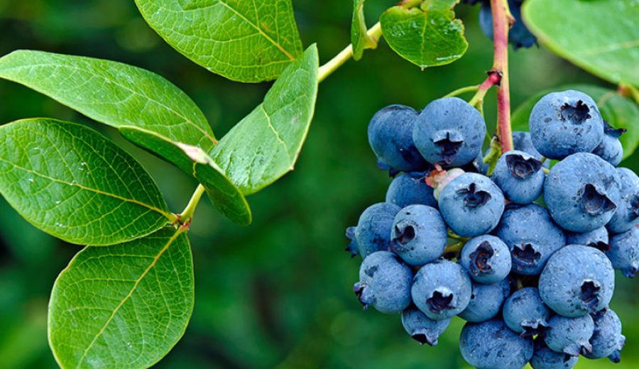 ripe blueberries on bush