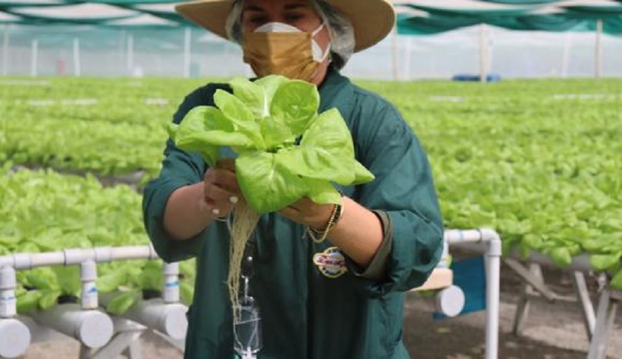 Acciones de Invernaderos Hidropónicos del Perú para impulsar consumo de estos cultivos