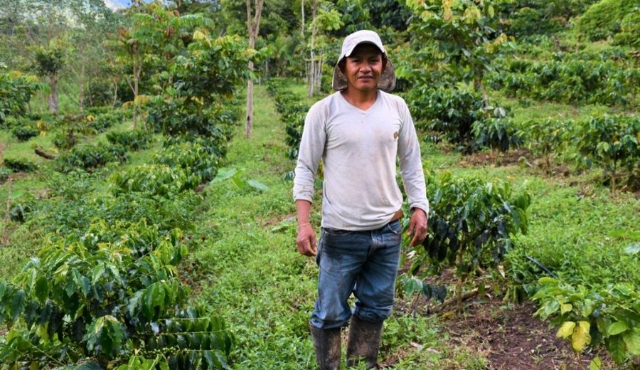 Agricultores de San Martín aumentan producción de café de 30 a 70 quintales por hectárea