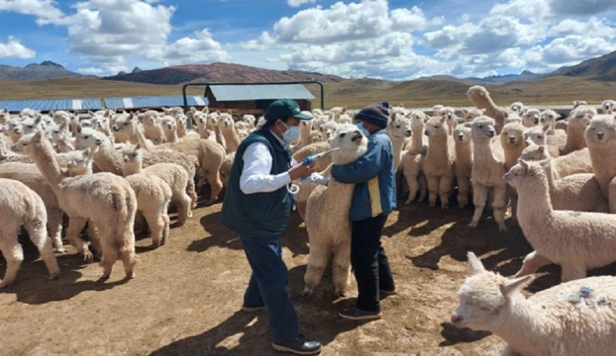 Agro Rural atendió más de 1.7 millones de cabezas de ganado en 13 regiones el 2021