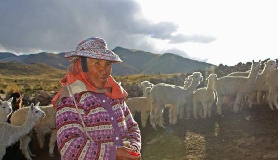 Agro Rural iniciará proyecto de mejora genética de alpacas