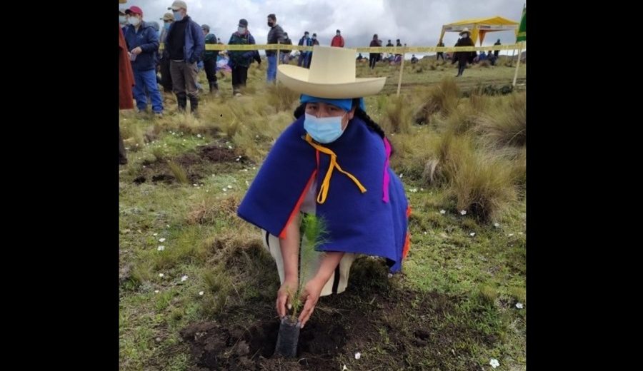 Agro Rural instala más de 22,000 plantones forestales maderables en Cajamarca