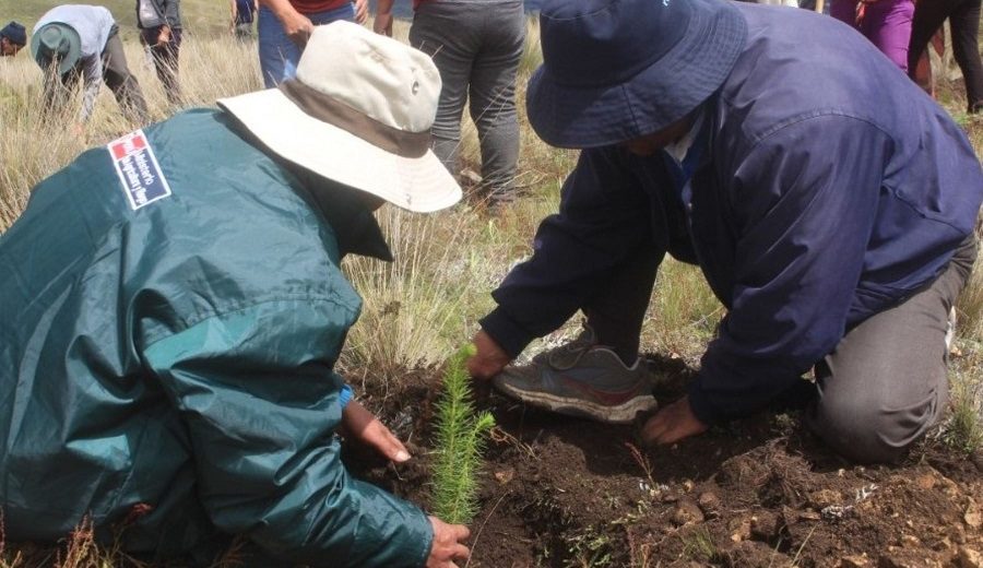 Agro Rural instala más de 8,500 plantones forestales con fines productivos en La Libertad