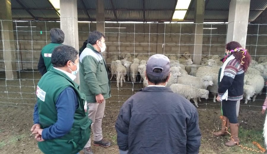 Agro Rural protege 46,500 cabezas de ganado en Puno
