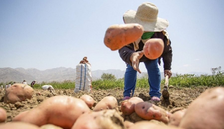 Agrobanco 37,176 pequeños agricultores recibieron créditos a mayo