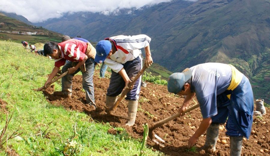 Agrobanco 903 grupos de agricultores se beneficiaron con Fondo Agroperú