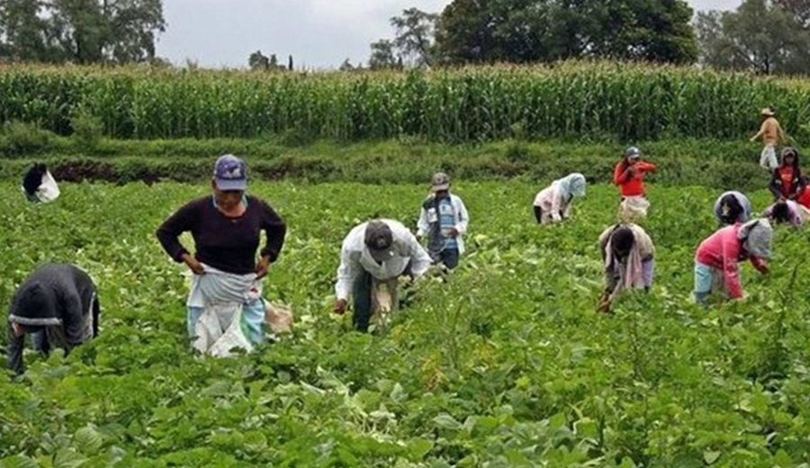 Agrobanco duplicó colocaciones a marzo y benefició a más de 15,000 agricultores