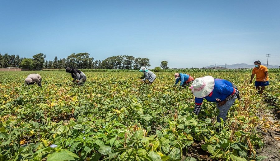 Agrobanco más de 1,600 productores se acogieron a reinserción financiera