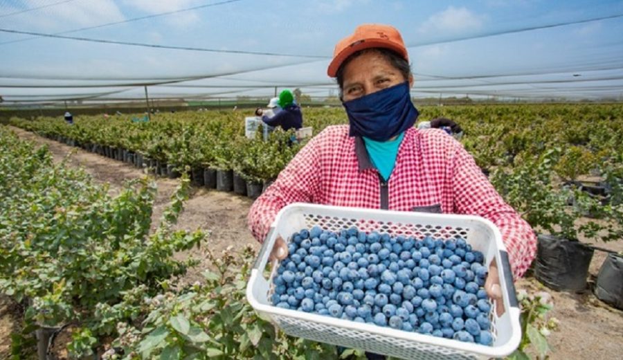 Agroexportaciones crecieron 31% en mayo y las frutas frescas siguen conquistando mercados
