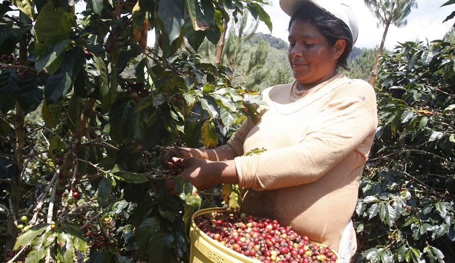 Agroideas financió 376 planes de negocio para impulsar cadena del café