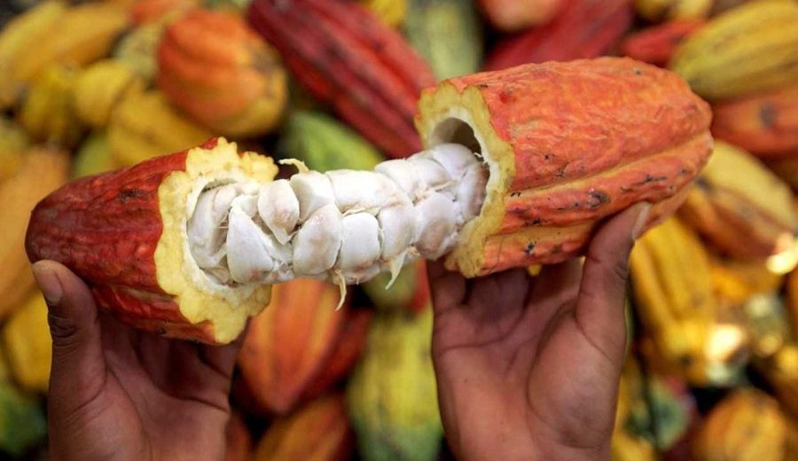 Amazonía resiliente cacao orgánico impulsa desarrollo sostenible en Santuario Megantoni
