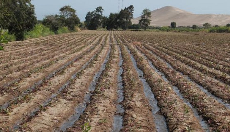 Ante déficit de lluvias, reservorios hídricos sostendrán próximas campañas de cultivo
