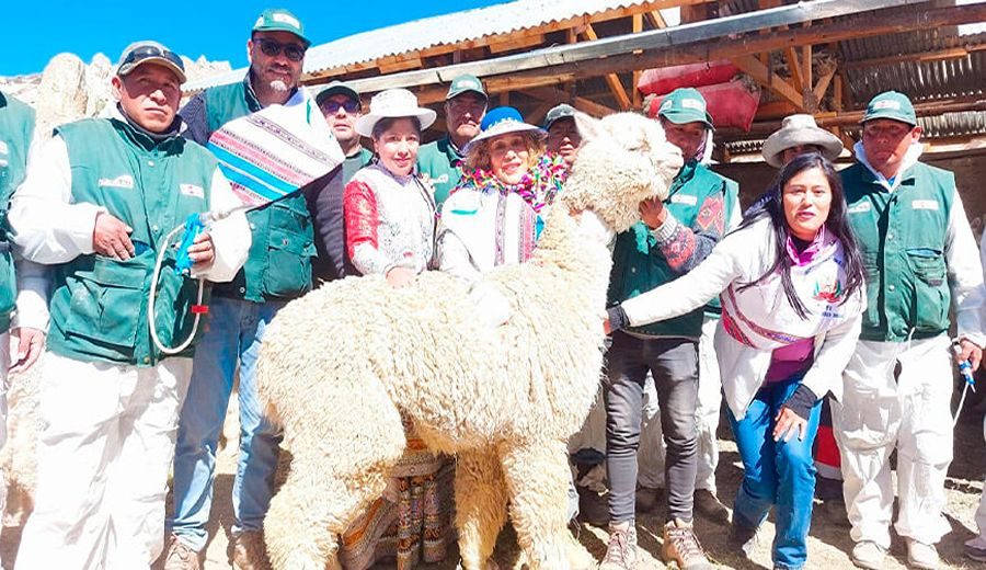 Arequipa: 180 000 alpacas serán protegidas mediante aplicación de kits veterinarios