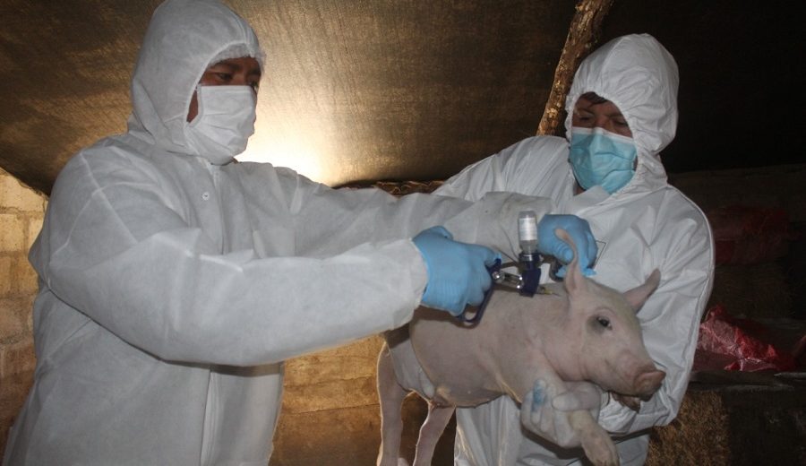 Arequipa MIDAGRI resguarda producción de ganado porcino mediante campaña de vacunación