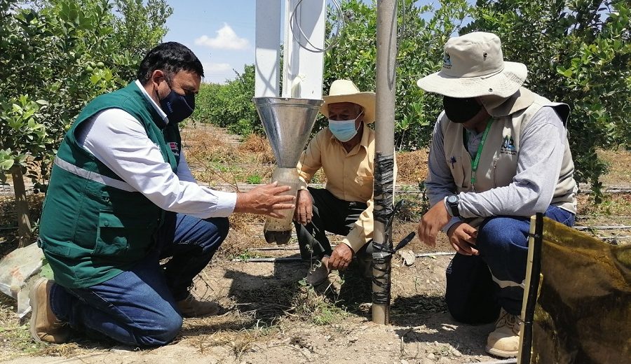 Arequipa Manejo integrado de plagas la clave para una agricultura sostenible