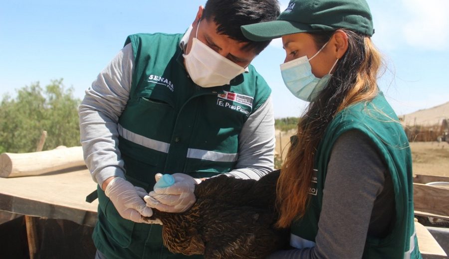 Arequipa SENASA inicia campaña de vacunación gratuita de aves