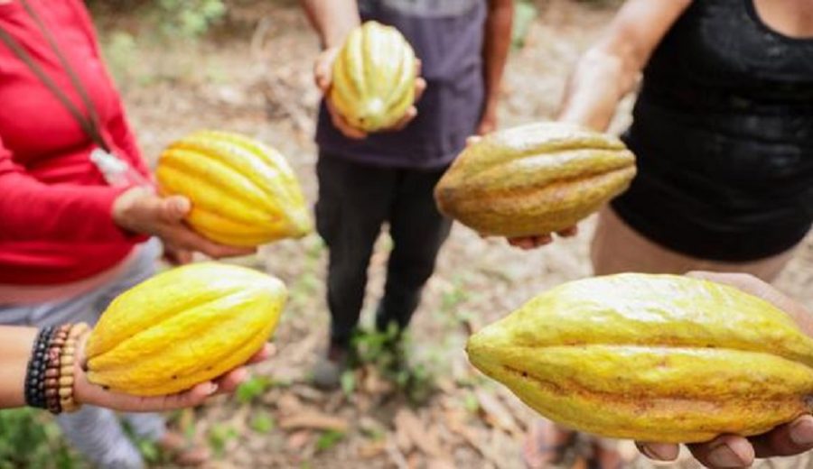 Asia llegaría a ser el principal mercado para el cacao peruano en cinco años