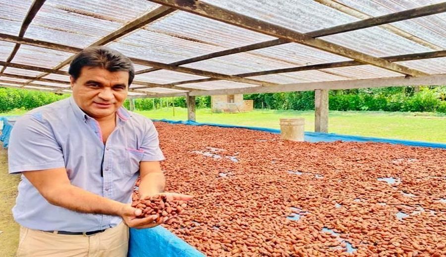 Aumento del 25%: Norandino lidera exportaciones de cacao orgánico
