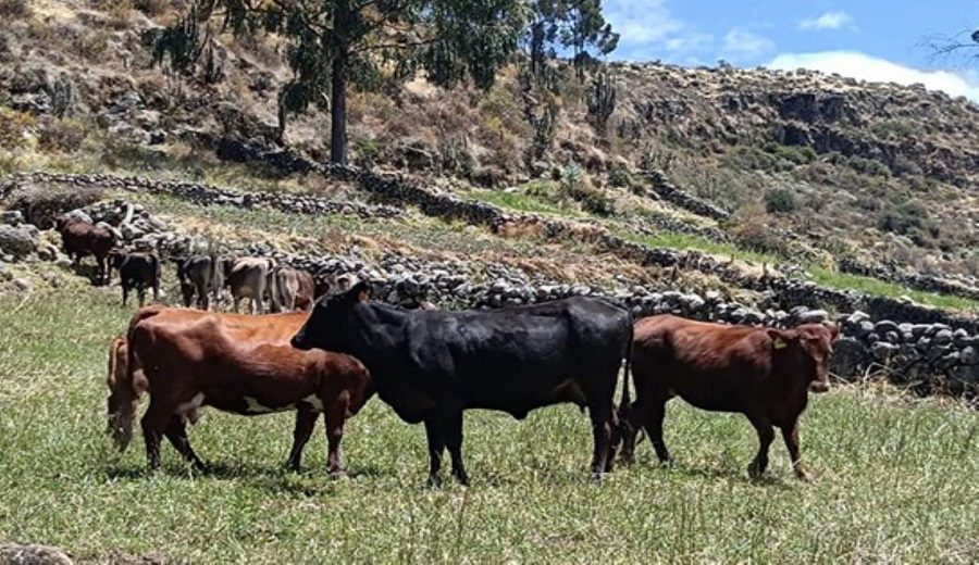Ayacucho INIA instalará núcleo genético de ganado vacuno en comunidad La Calera