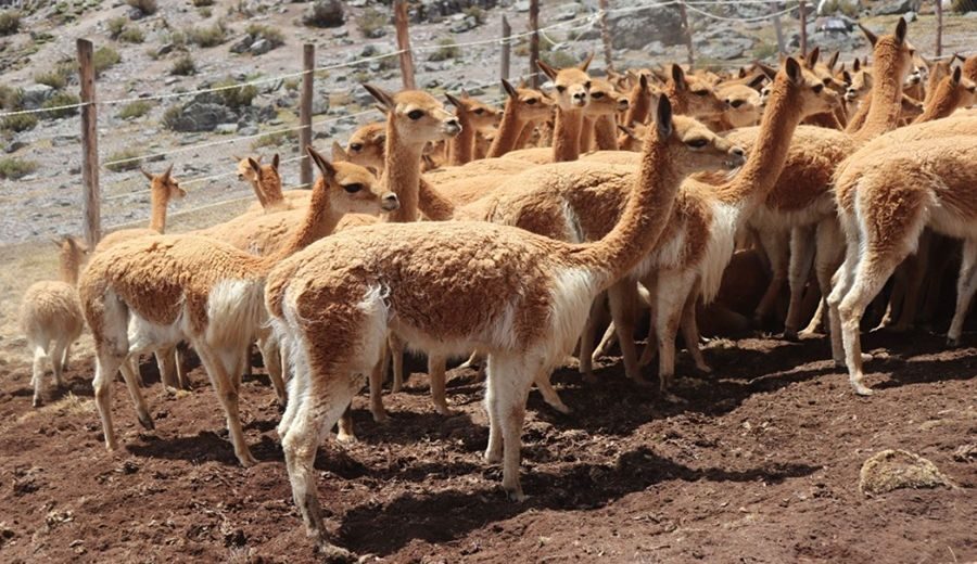 Ayacucho: ancestral chaccu de vicuñas se realizó en Paras a más de 5,000 metros de altitud