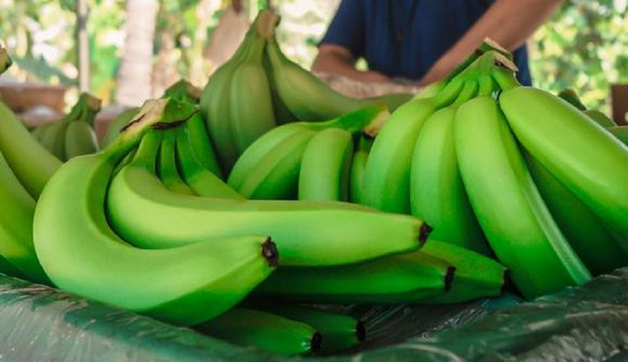 Banano orgánico reduce exportaciones por insecto de mancha roja y pesticidas