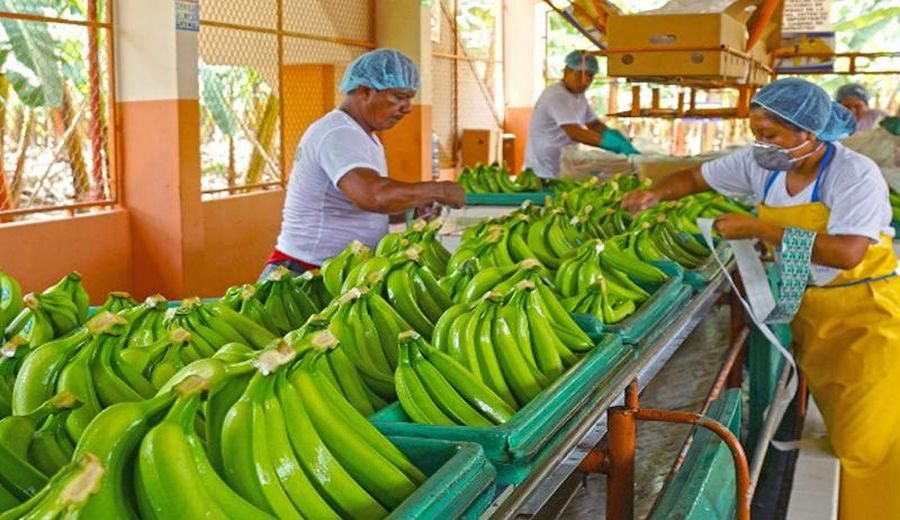 Banano peruano enfrenta competencia global y desafíos climáticos en 2023