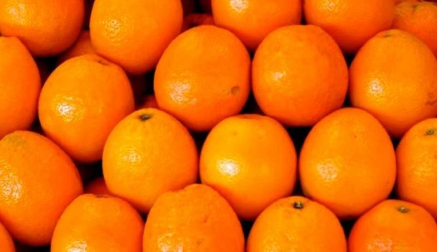 Boom Exportador: Naranjas Peruanas Se Disparan en Mercados Internacionales
