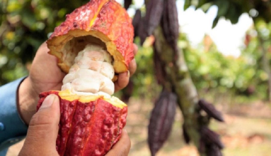 Cacao Gran Blanco de Piura gana el XIV Concurso Nacional de Cacao de Calidad