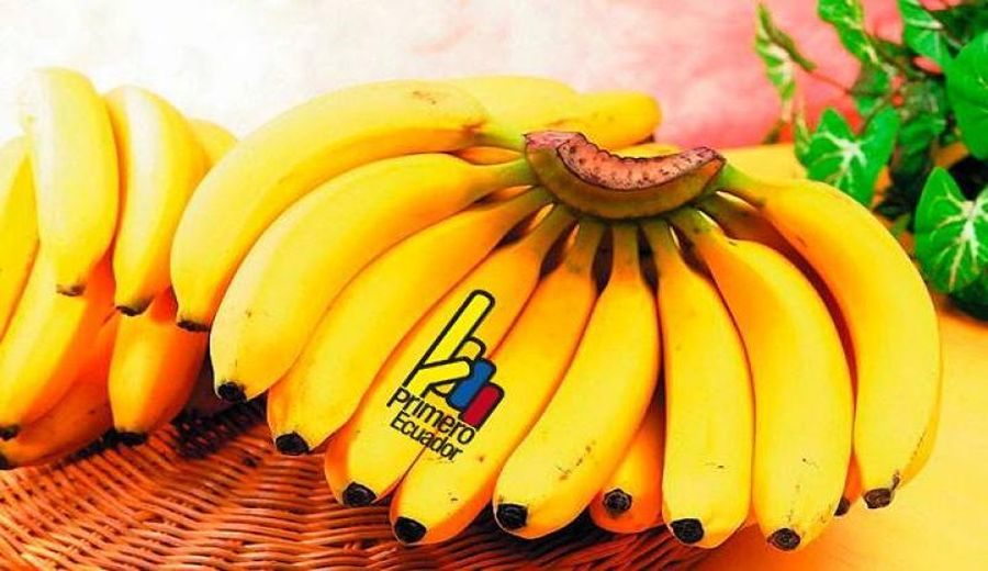 Caída de Exportación: Desafíos para el Banano Ecuatoriano