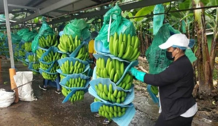 Caída del 15%: Perú pierde terreno en exportaciones de banano